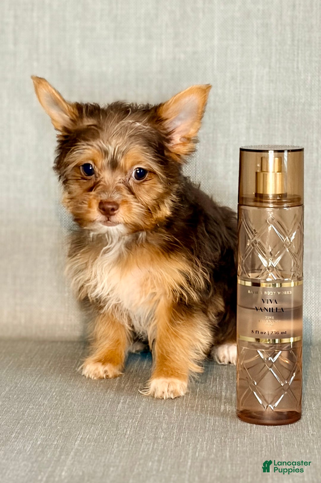 Yorkshire Terrier dogs for sale: Jewel *GET NOW* PAY LATER* - Ad 7