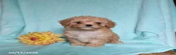 Mixed Breed dogs for sale: Pumpkin - Ad 5