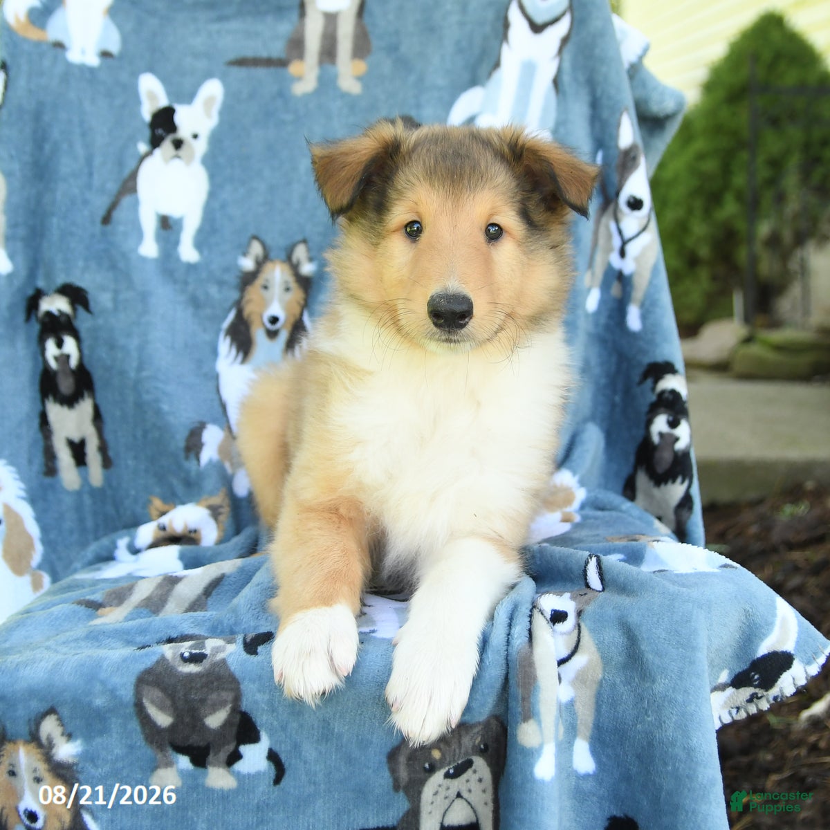 Collie dogs Oliver - Ad 2