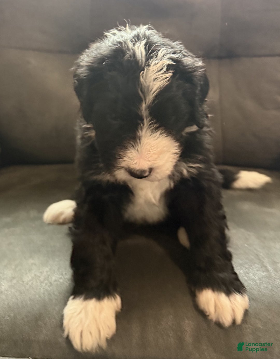 Bernedoodle dogs for sale: Laurel - Ad 6