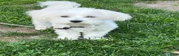 Maltese dogs for sale: Rocky - Ad 16