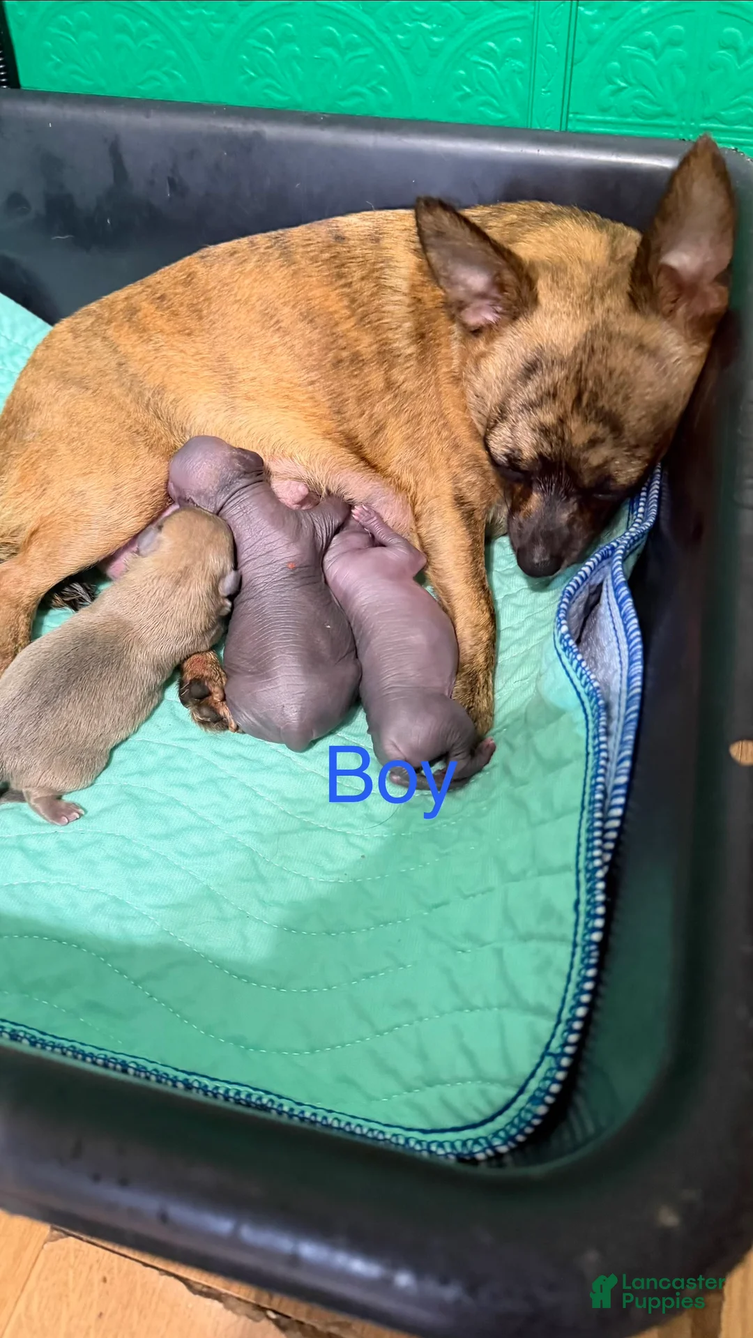 Chihuahua dogs for sale: Chihuahua 1 - Ad 2