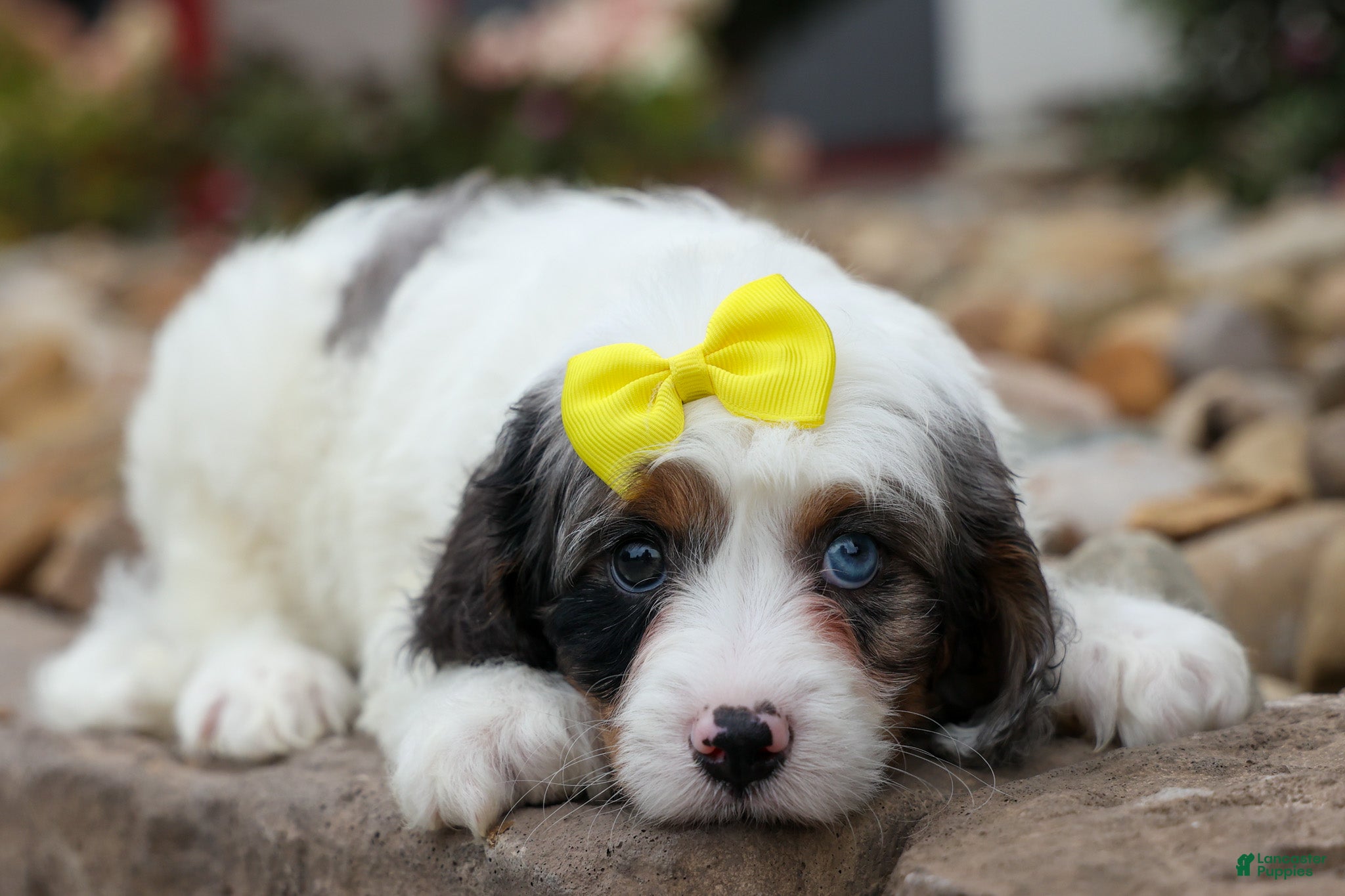 Cavapoo dogs  Preston🐶  - Ad 2