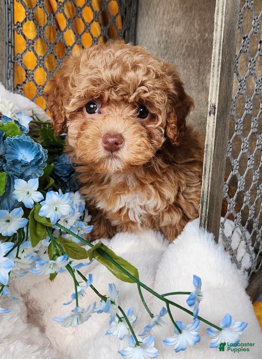 Toy Poodle dogs for sale: Penny - Ad 2