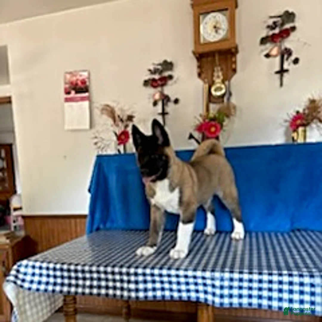 Akita dogs for sale: Richard - Ad 2