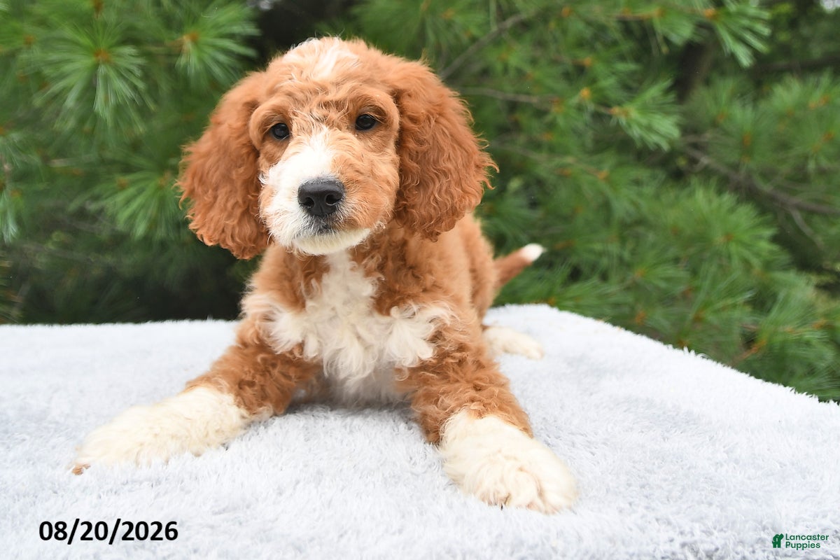 Mini Goldendoodle dogs Fancy  - Ad 1