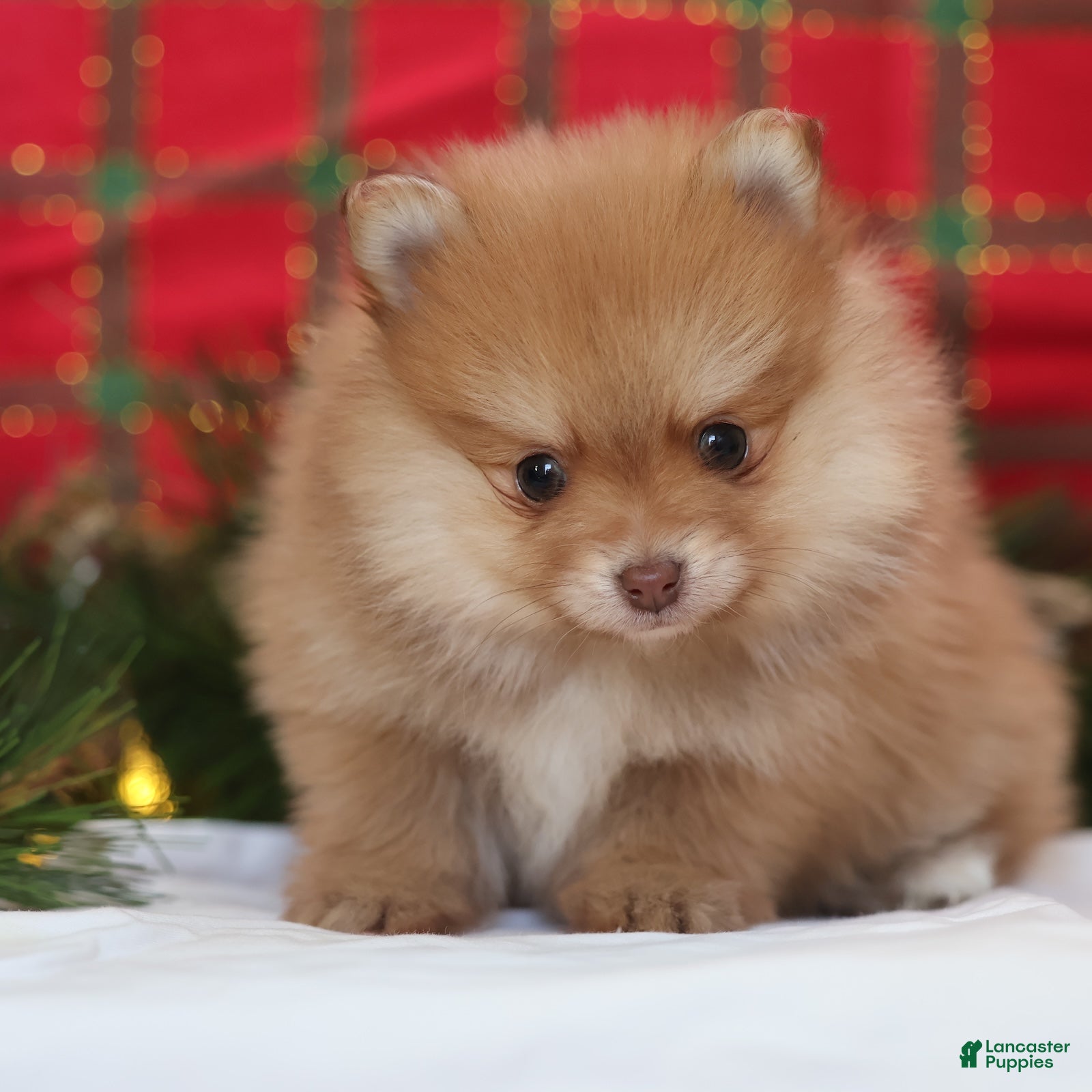 Mixed Breed dogs Cinnamon - Ad 3