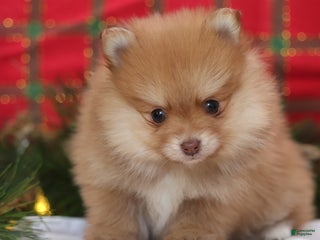 Mixed Breed dogs Cinnamon - Ad 3