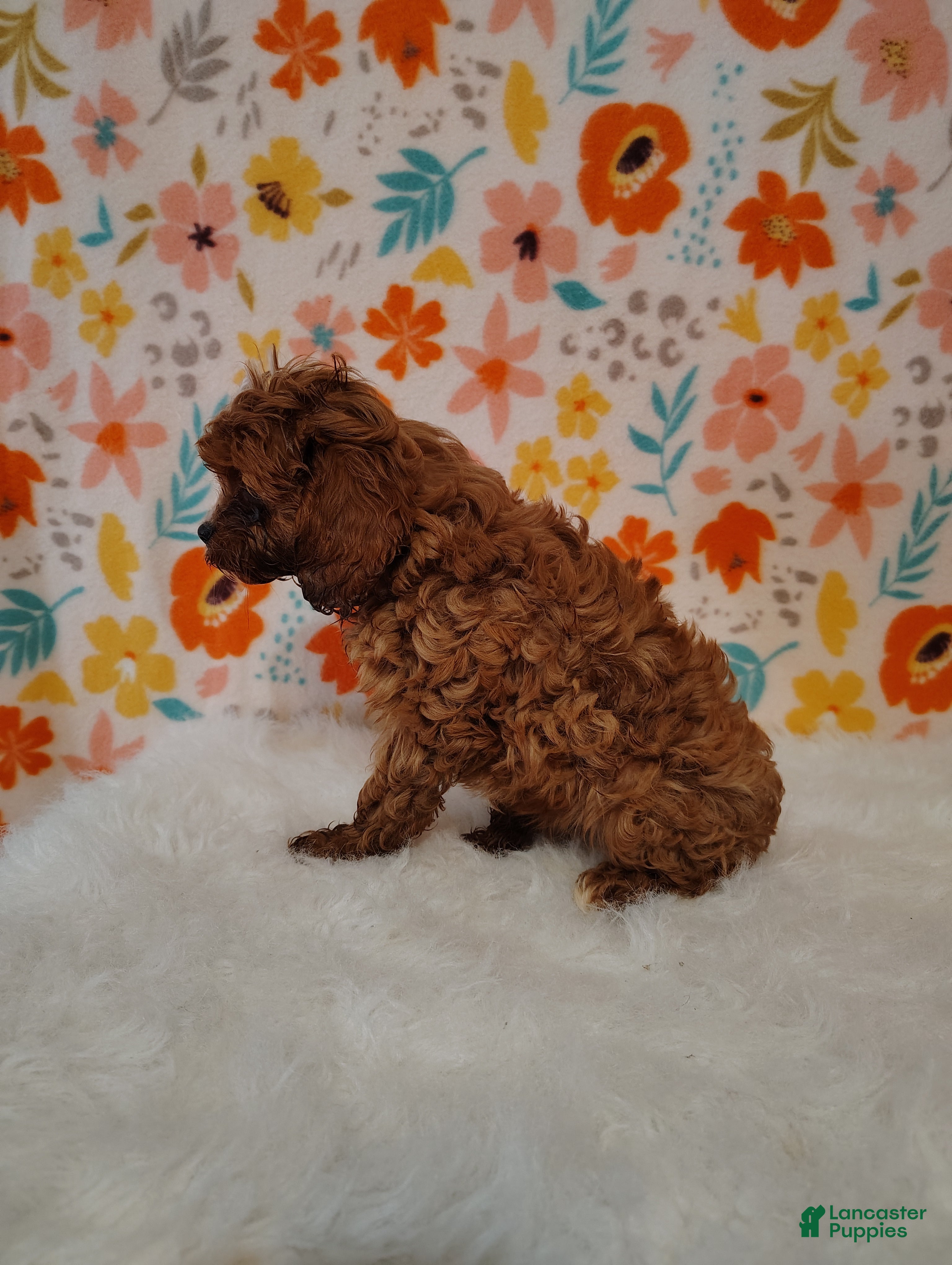 Cavapoo dogs Jasmine  - Ad 2