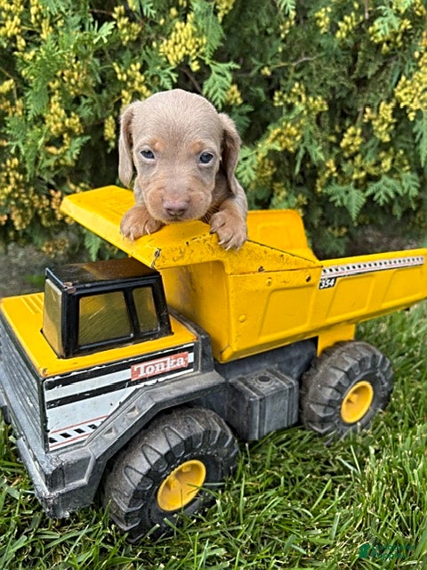 Miniature Dachshund dogs Boone - Ad 2