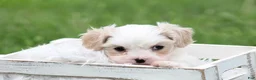 Mixed Breed dogs for sale: Mixed Breed Puppy 1 - Ad 2