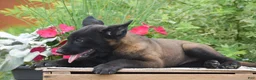 Belgian Malinois dogs for sale: Miles - Ad 3