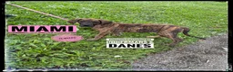 Great Dane dogs for sale: Miami - Ad 14