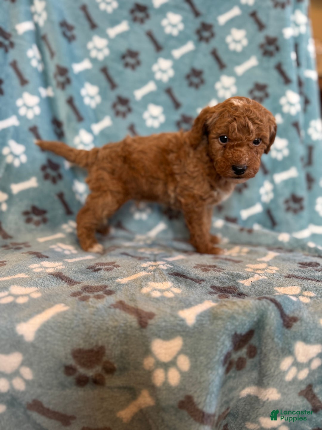 Mini Goldendoodle dogs for sale: Benji  - Ad 6