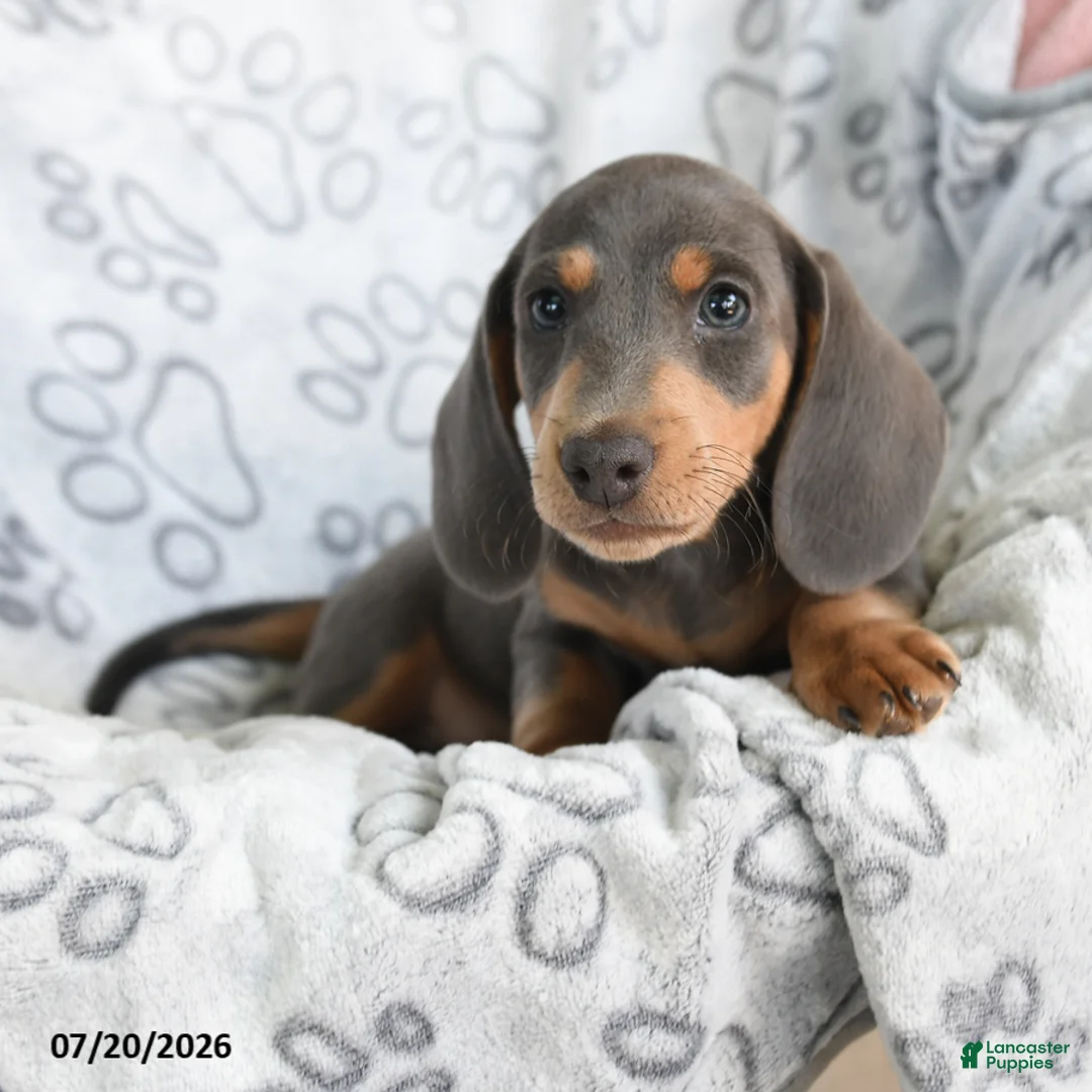 Dachshund dogs for sale: Dash - Ad 2
