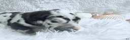 Great Dane dogs for sale: Artemis - Ad 15
