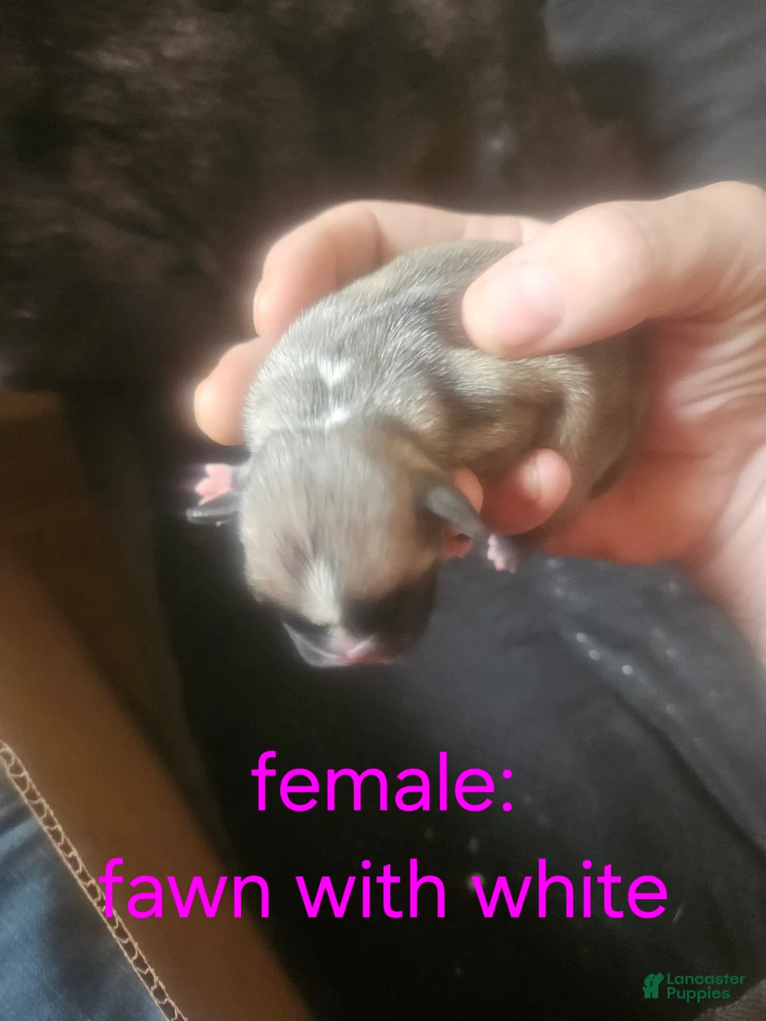 Frug dogs for sale: Frug 5 - Ad 1