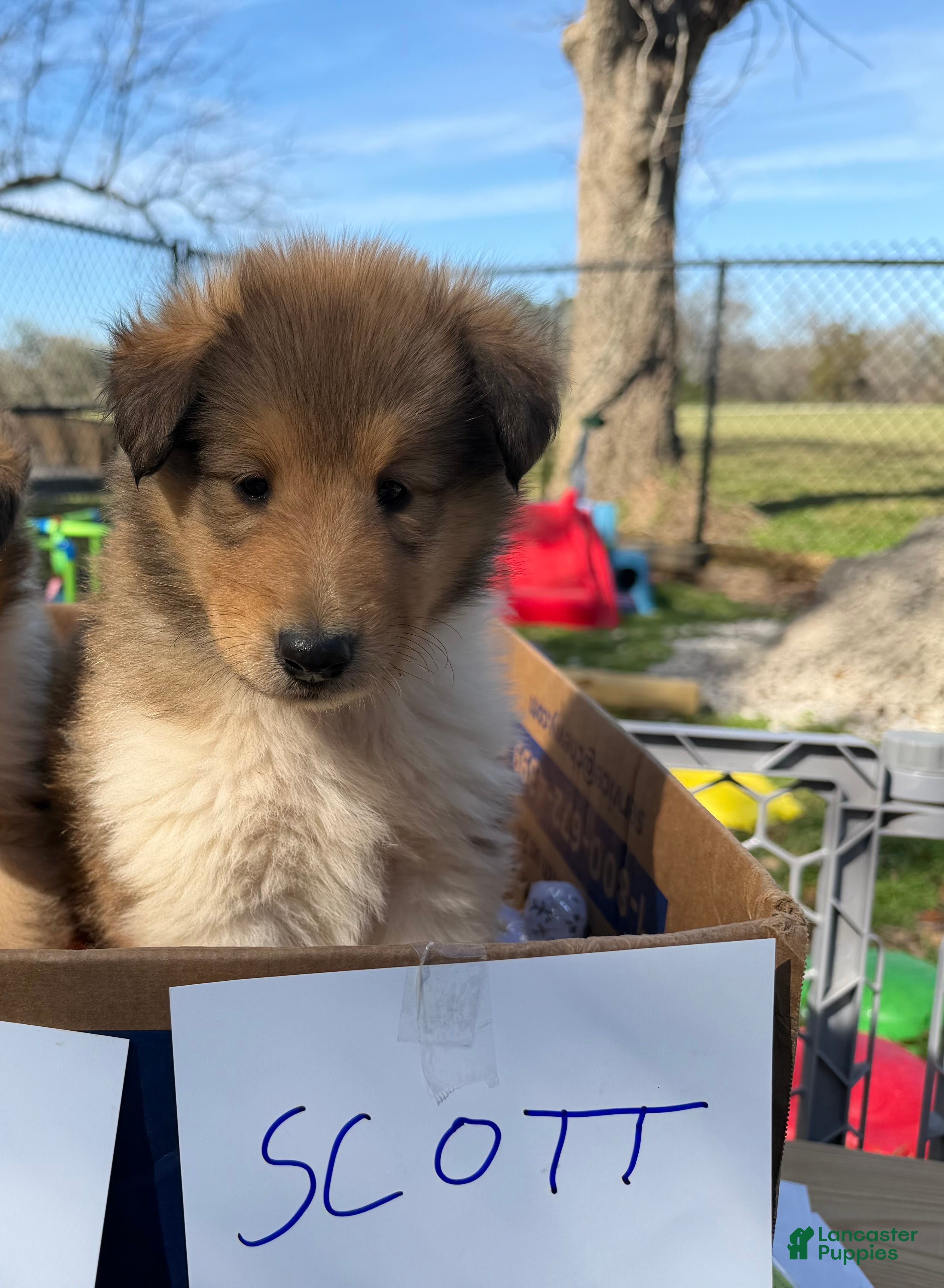 Collie dogs Scott - Ad 1