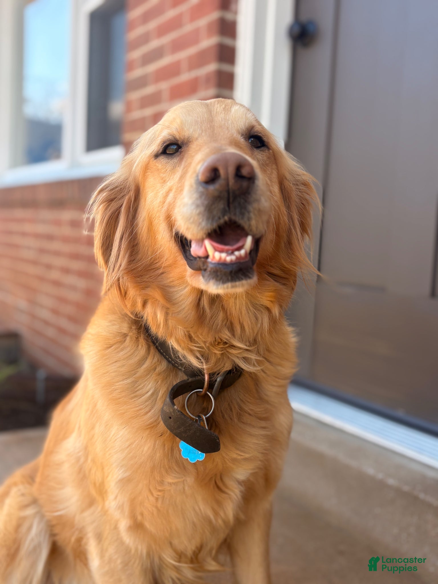 Golden Retriever dogs Golden Retriever  - Ad 29