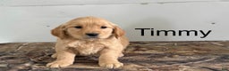 Golden Retriever dogs for sale: Timmy - Ad 1