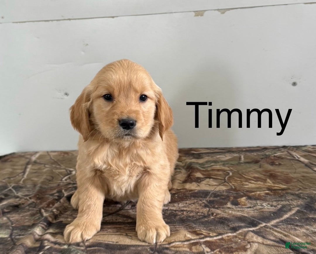 Golden Retriever dogs for sale: Timmy - Ad 1