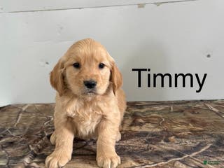 Golden Retriever dogs Timmy - Ad 41