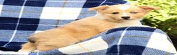 Welsh Corgi Pembroke dogs for sale: Bingo - Ad 2