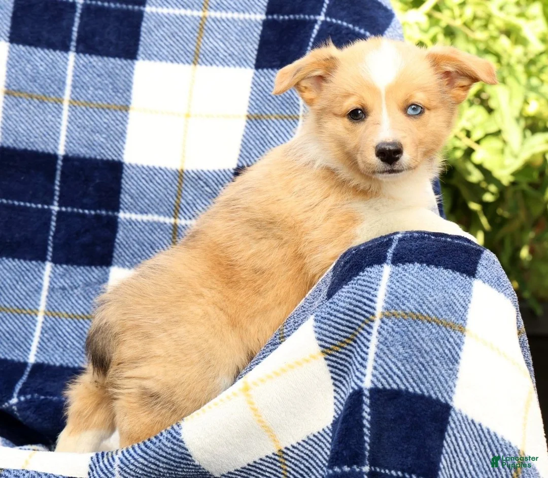 Welsh Corgi Pembroke dogs for sale: Bingo - Ad 2