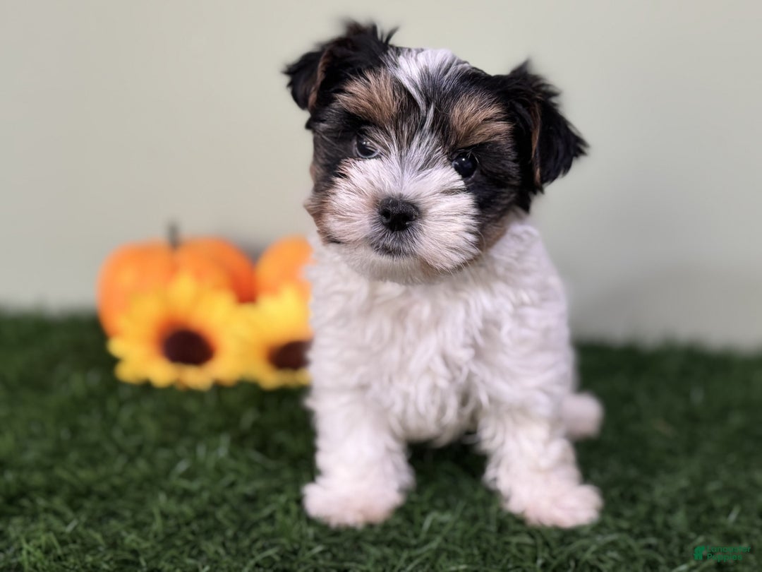 Mixed Breed dogs for sale: Dottie - Ad 8