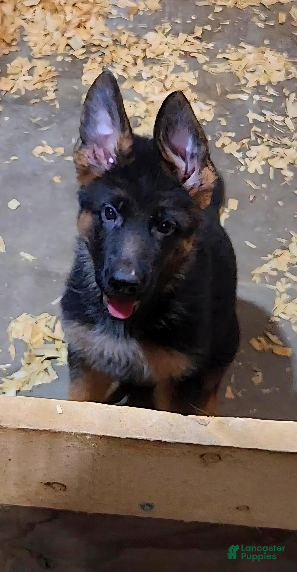 German Shepherd dogs for sale: German Shepherd 2 - Ad 1