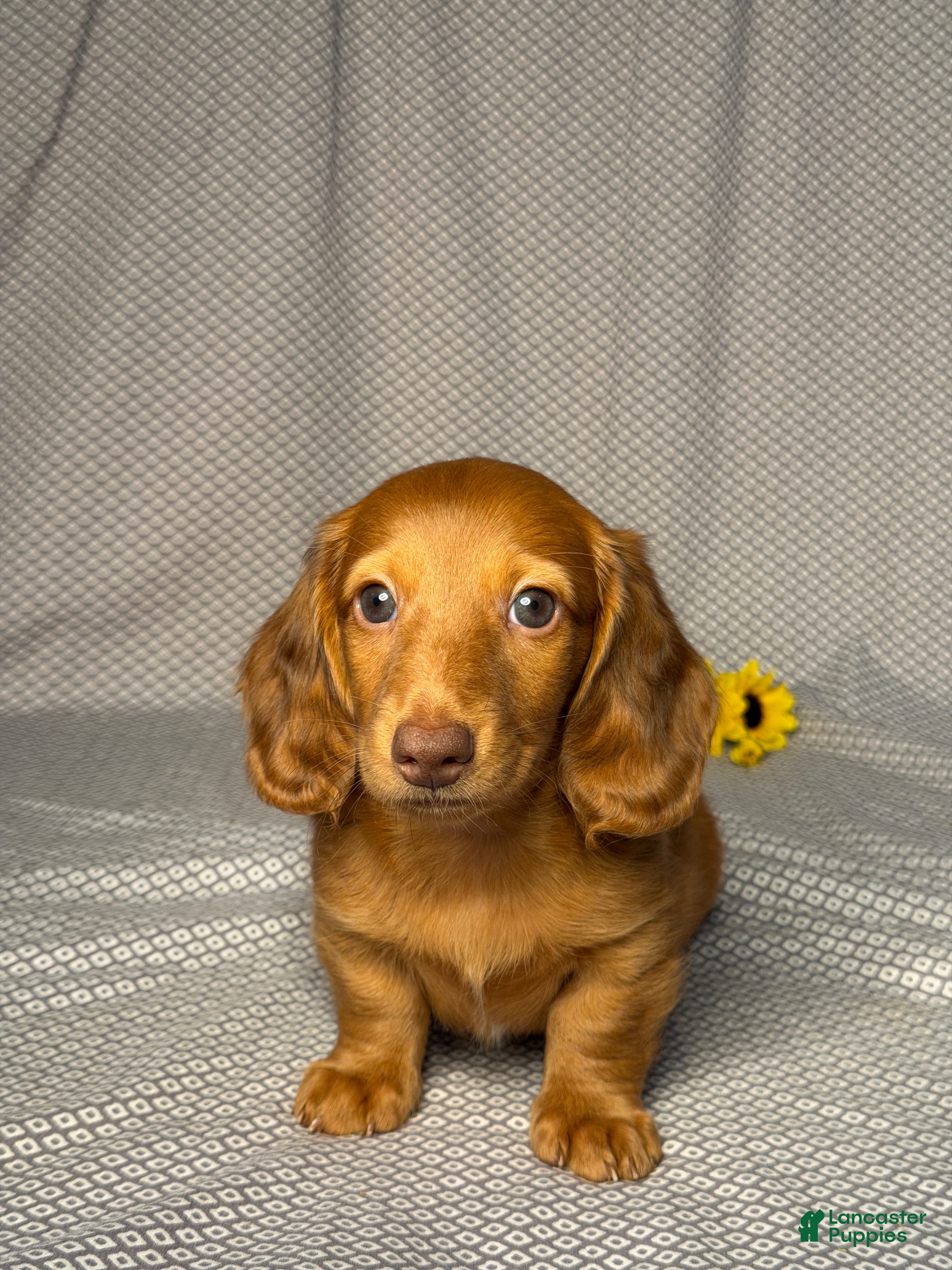 Miniature Dachshund dogs Hunter - Ad 1