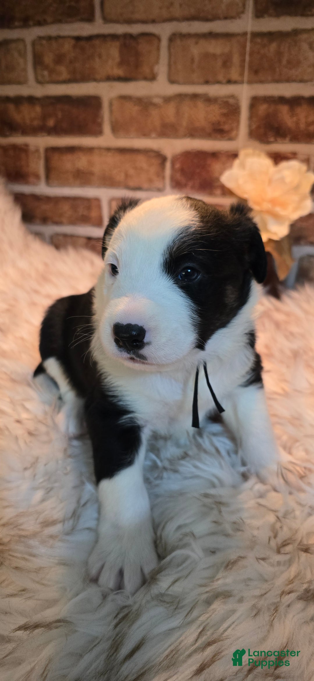 Mixed Breed dogs for sale: Milo - Ad 8