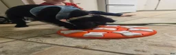 Standard Schnauzer dogs for sale: Standard Schnauzer Puppy 1 - Ad 6