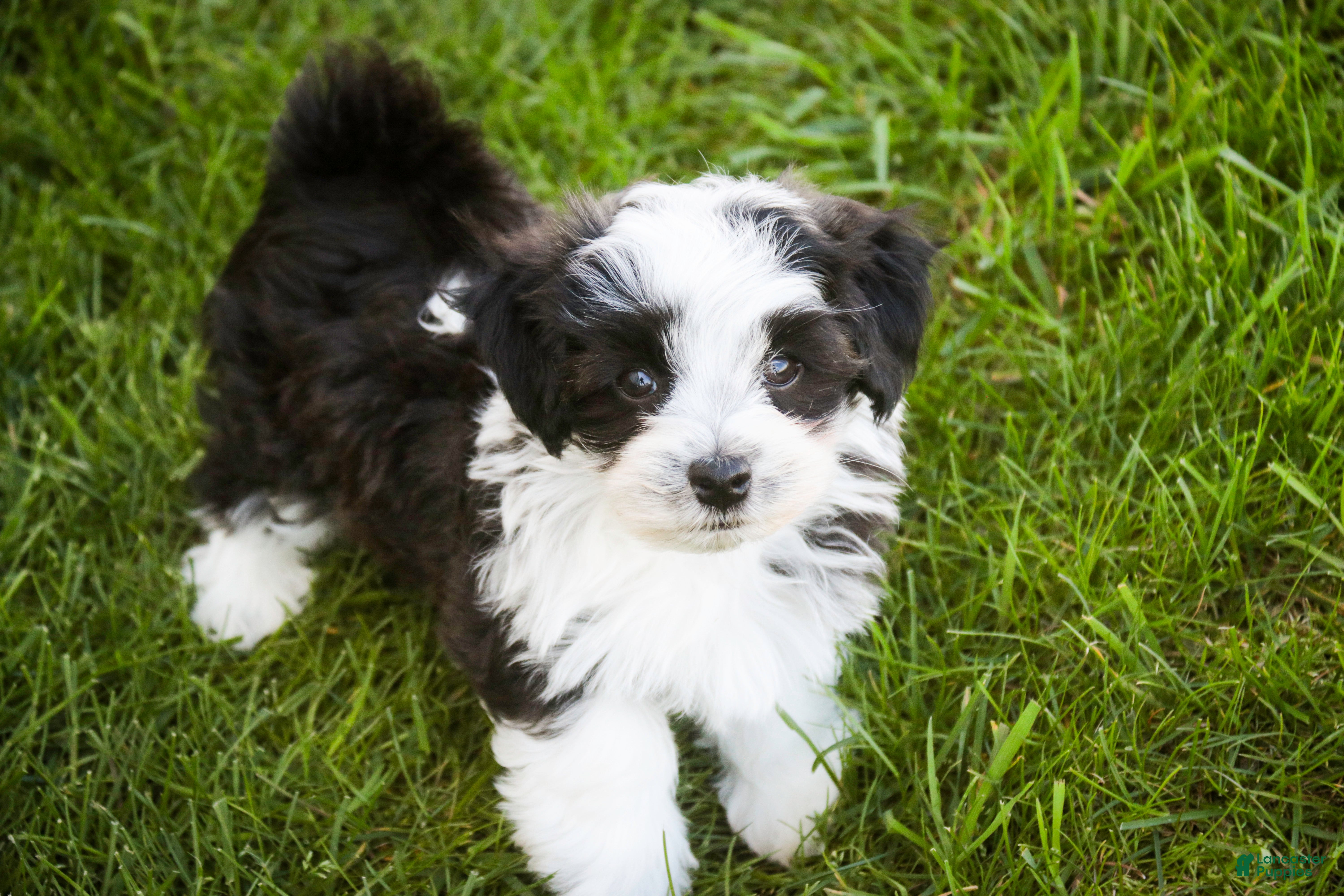 Havanese dogs for sale: Princeton - Ad 6
