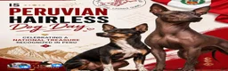 Peruvian Inca Orchid dogs for sale: Peruvian Inca Orchid Puppy 2 - Ad 14