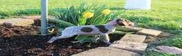 German Shorthaired Pointer dogs for sale: Rose - Ad 7