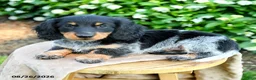 Miniature Dachshund dogs for sale: Tiana  - Ad 3