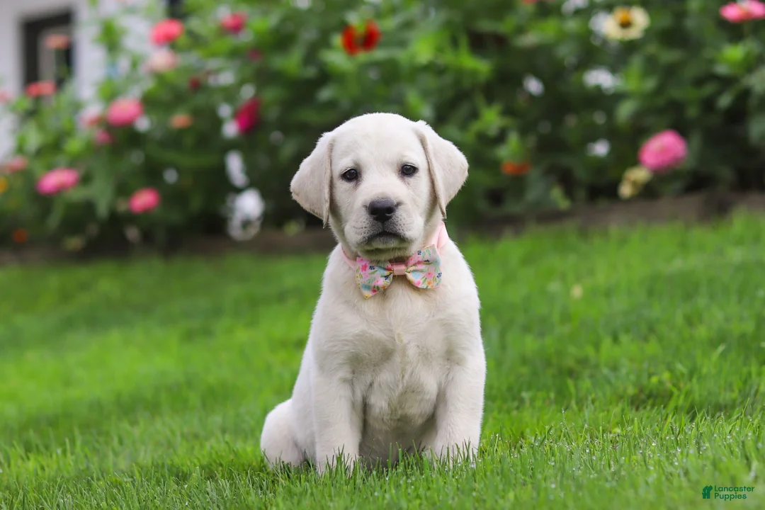Labrador Retriever dogs for sale: Barbie - Ad 2