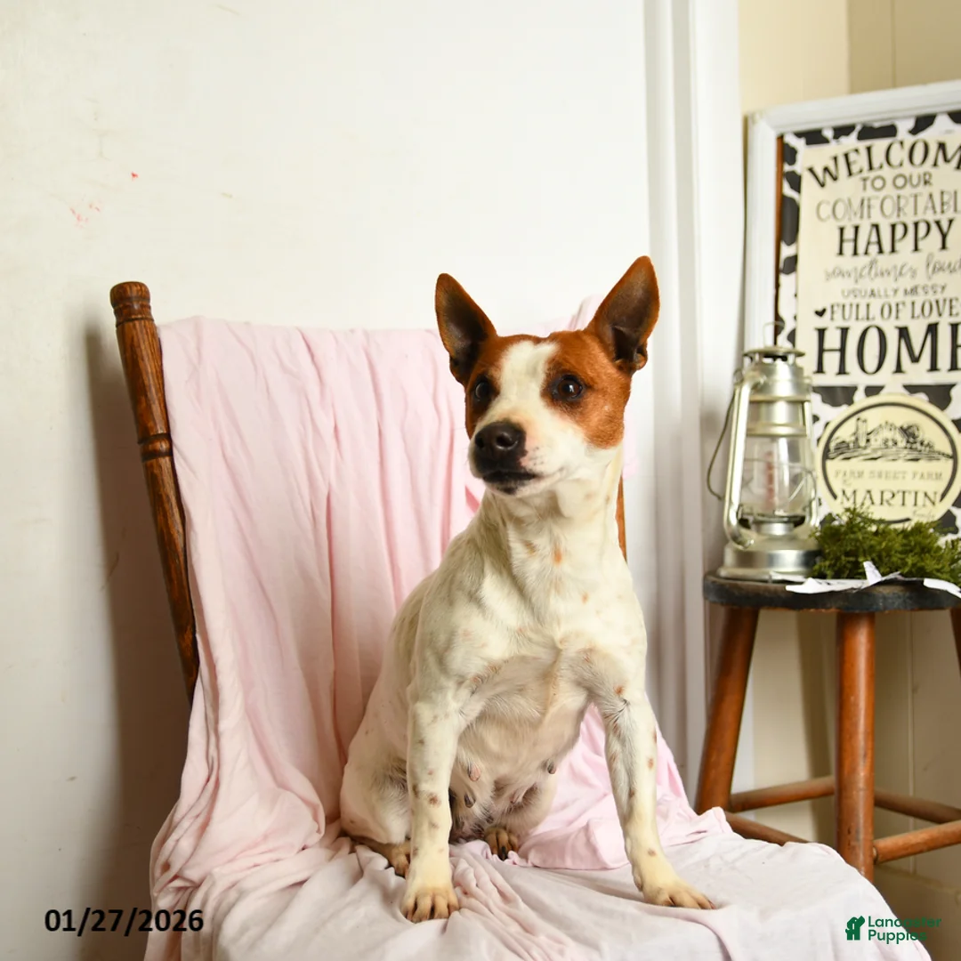 Jack Russell Terrier dogs for sale: Pepsi - Ad 3