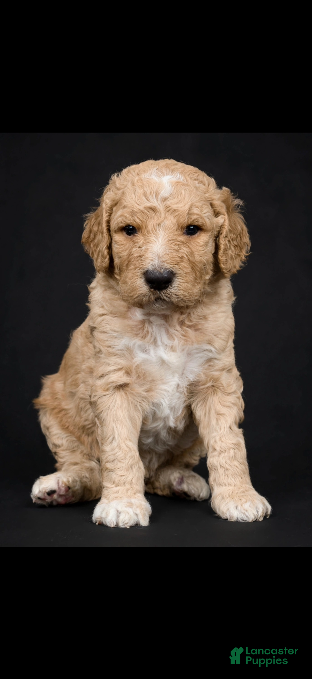 Goldendoodle dogs for sale: Blue - Ad 2
