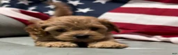Cockapoo dogs for sale:  Lil Miss - Ad 5