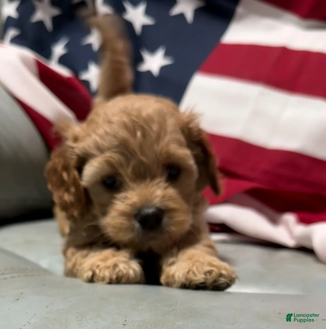 Cockapoo dogs for sale:  Lil Miss - Ad 5