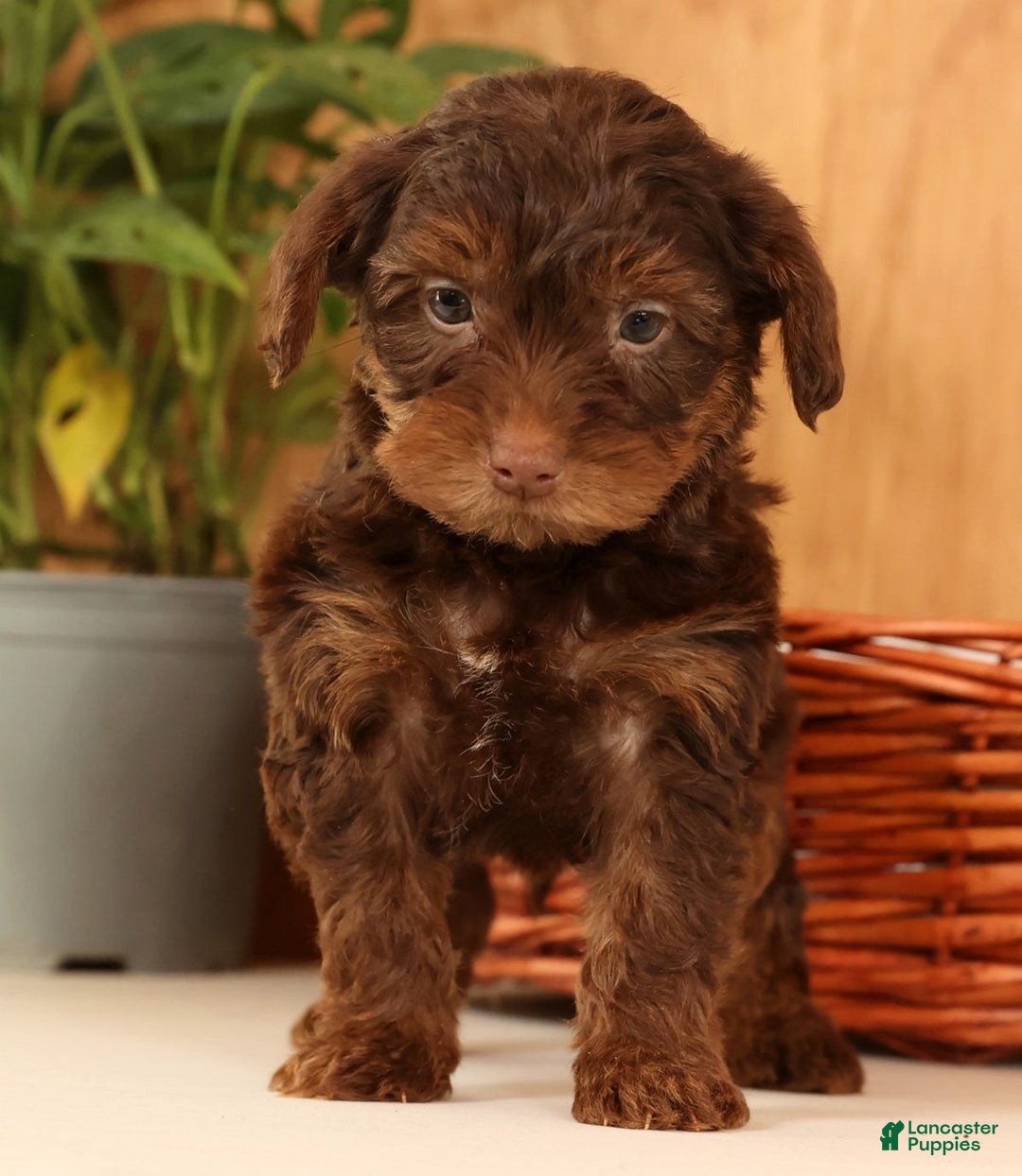 Yorkiepoo dogs for sale: Drew - Ad 1