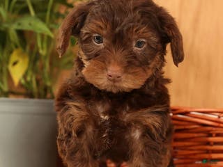 Yorkiepoo dogs Drew - Ad 16