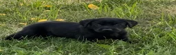 Labrador Retriever dogs for sale: Blue Collar Labrador Retriever Puppy 1 - Ad 6