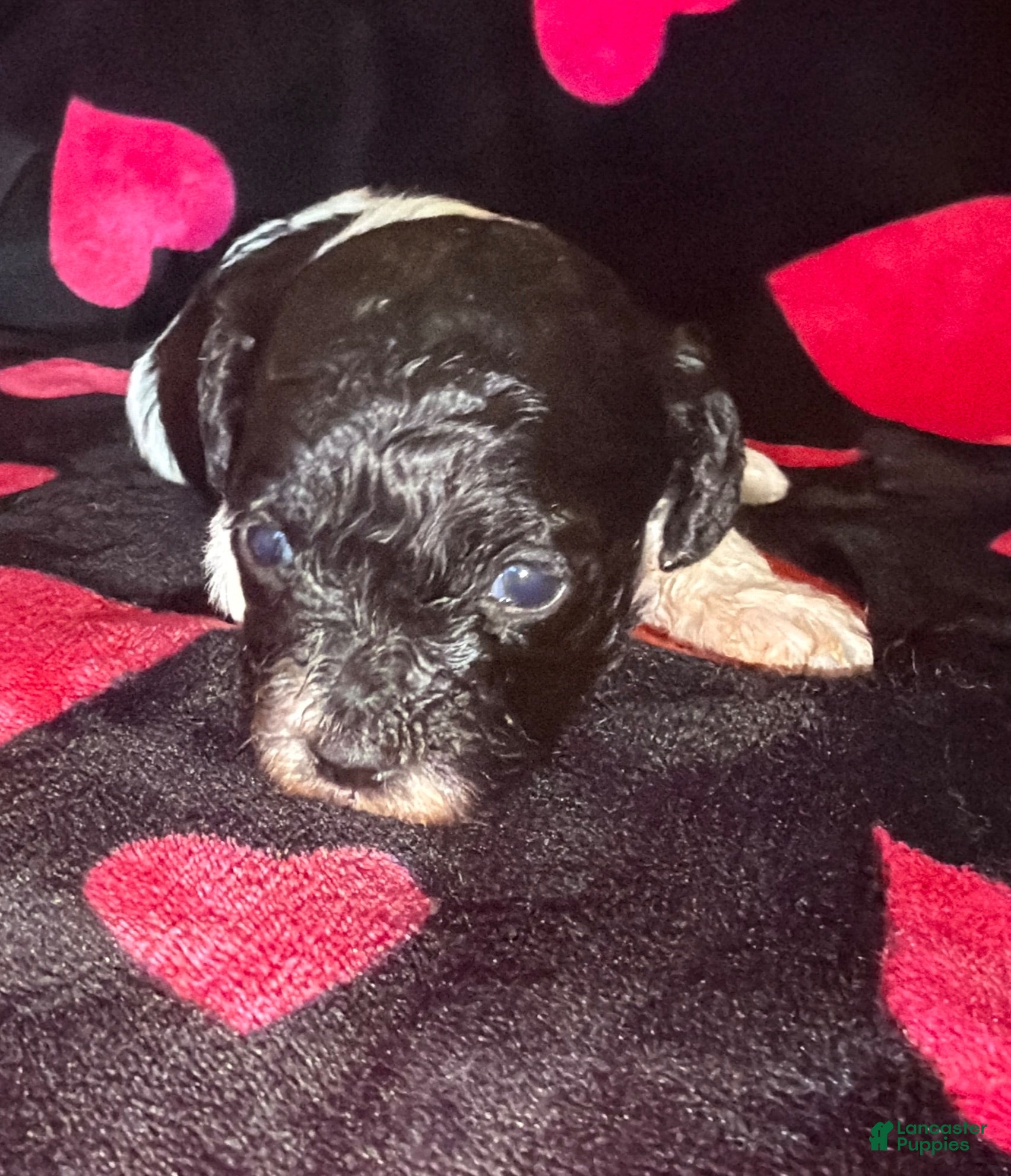 Toy Poodle dogs for sale: Liza - Ad 3