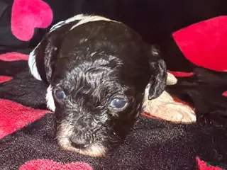 Toy Poodle dogs for sale: Liza - Ad 3