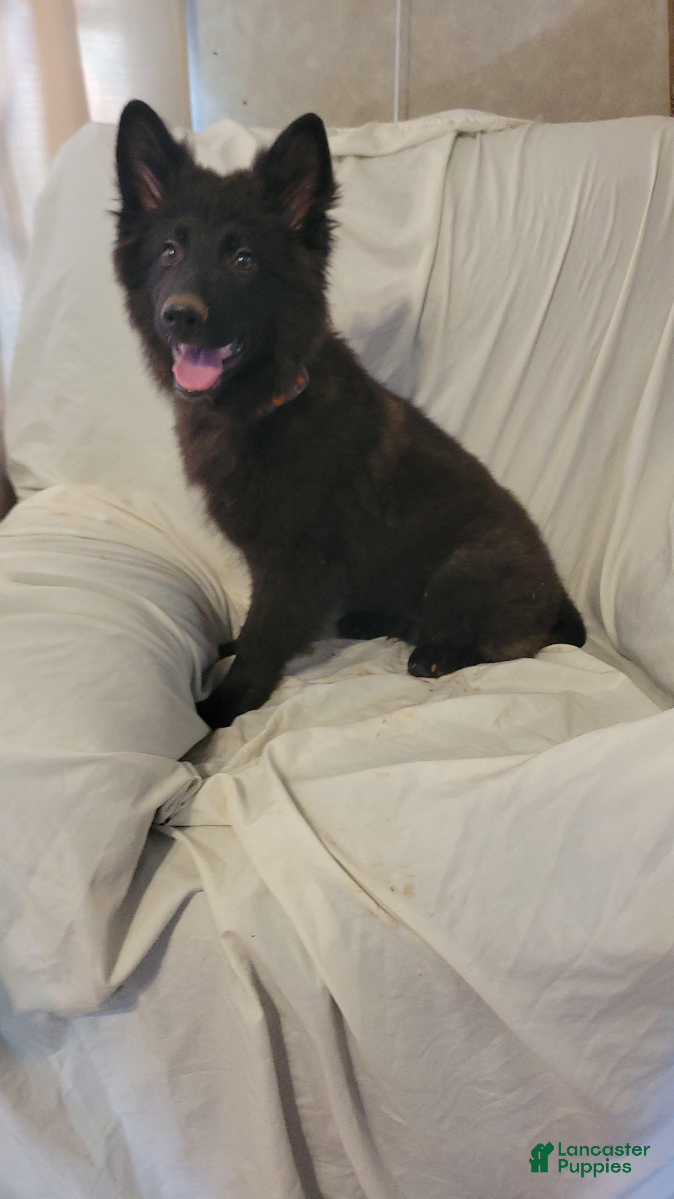 German Shepherd dogs  Black girl - Ad 20