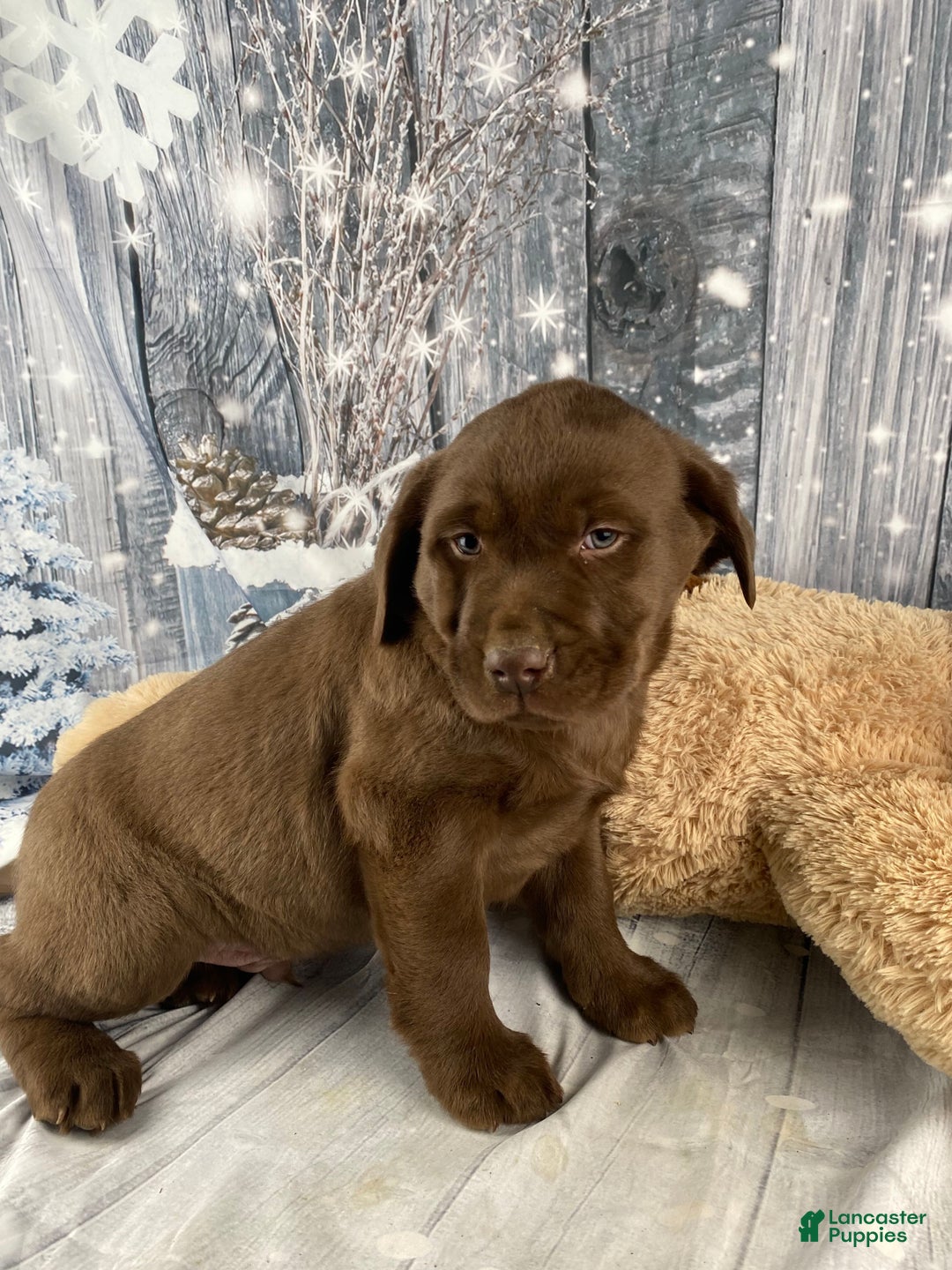 Labrador Retriever dogs for sale: Ava - Ad 5