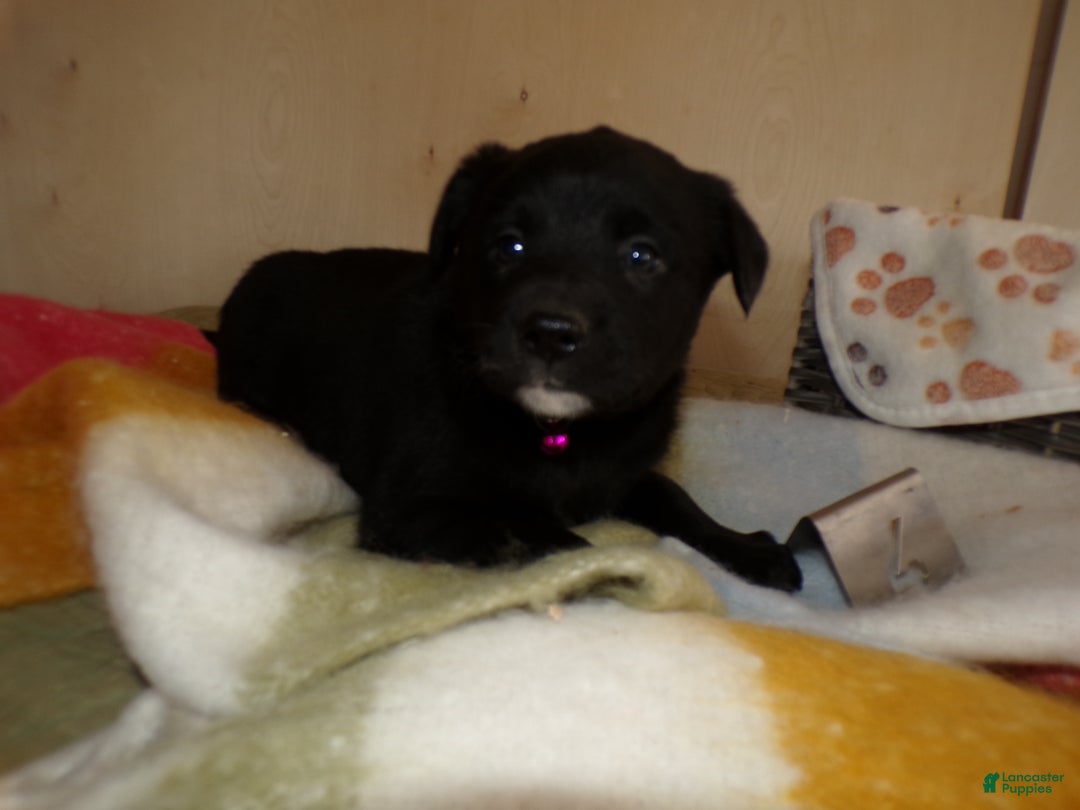 Border Collie dogs for sale: Border Collie Puppy 4 Windy - Ad 2